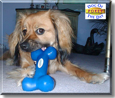 Pokey, the Dog of the Day