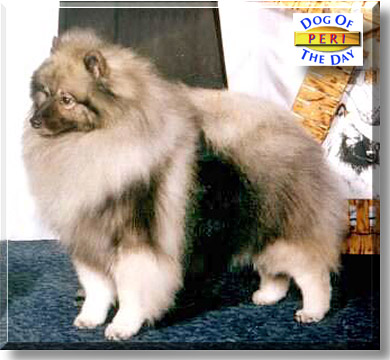 Peri, the Dog of the Day