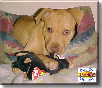 Brandy, the Dog of the Day
