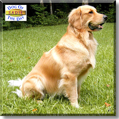Sadie, the Dog of the Day
