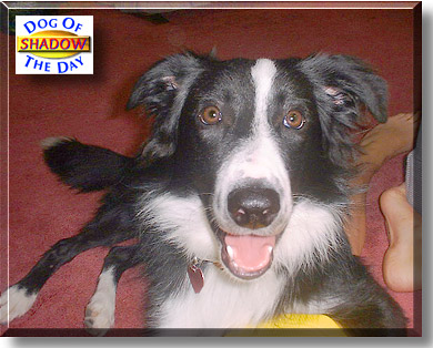Shadow, the Dog of the Day
