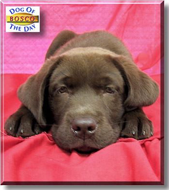 Bosco, the Dog of the Day