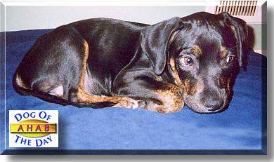 Ahab, the Dog of the Day