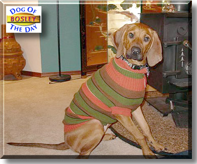 Bosley, the Dog of the Day