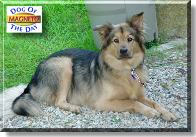 Magneto, the Dog of the Day
