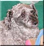 Charlie