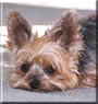 Cujo