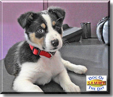 Sammy, the Dog of the Day