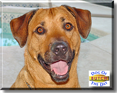 Butch, the Dog of the Day