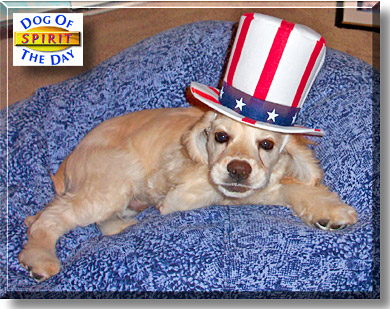 Spirit, the Dog of the Day