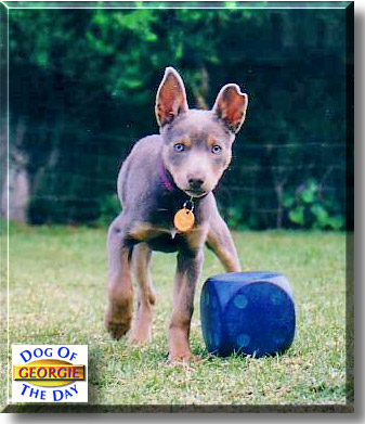 Georgie, the Dog of the Day