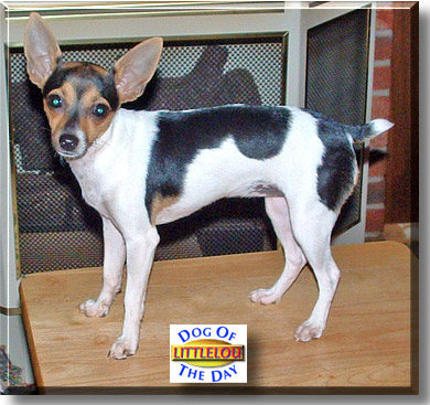 LittleLou, the Dog of the Day