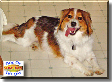 Sebastian, the Dog of the Day