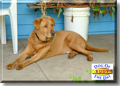 Rudy, the Dog of the Day