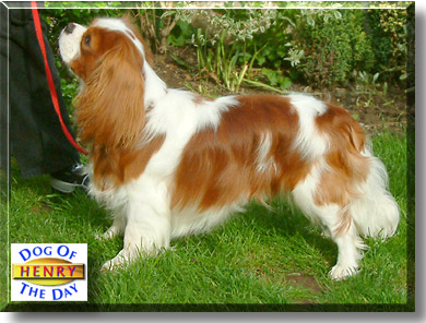 Henry, the Dog of the Day