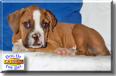 Cassius, the Dog of the Day