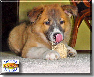 Candy, the Dog of the Day