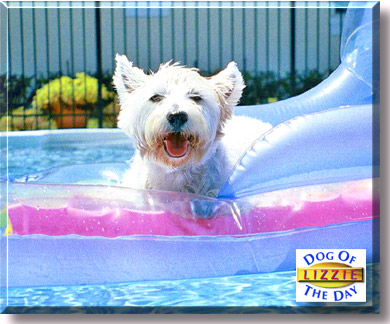 Lizzie, the Dog of the Day