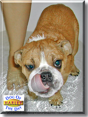 Harley, the Dog of the Day