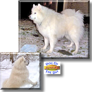 Juneau, the Dog of the Day