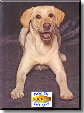 Duchess, the Dog of the Day