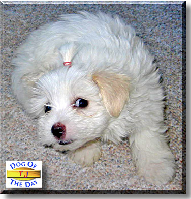 TJ, the Dog of the Day