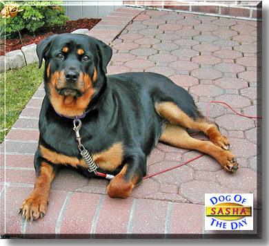 Sasha, the Dog of the Day