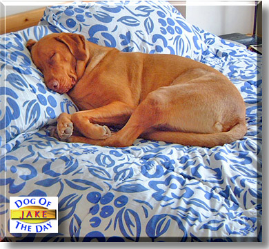 Jake, the Dog of the Day