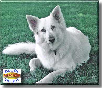 Mercedes, the Dog of the Day