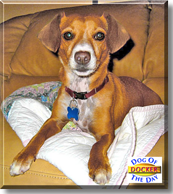 Docker, the Dog of the Day
