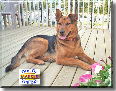 Marker, the Dog of the Day