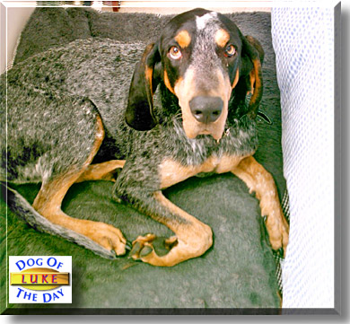 Luke, the Dog of the Day
