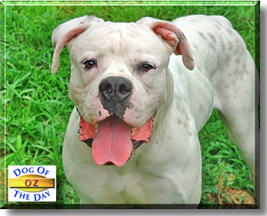 Oz, the Dog of the Day