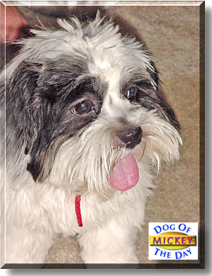 Mickey, the Dog of the Day