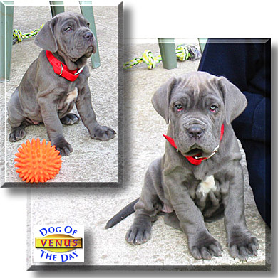 Venus, the Dog of the Day
