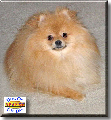 Sparky, the Dog of the Day