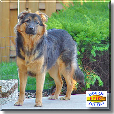 Heidi, the Dog of the Day