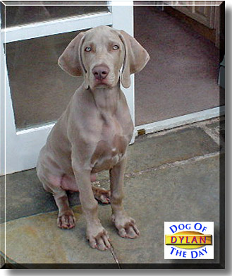 Dylan, the Dog of the Day