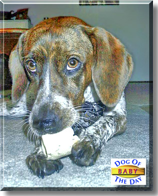 Baby, the Dog of the Day