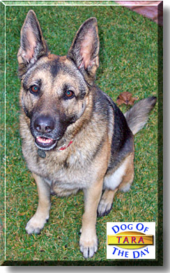 Tara, the Dog of the Day
