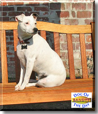 Bandyt, the Dog of the Day