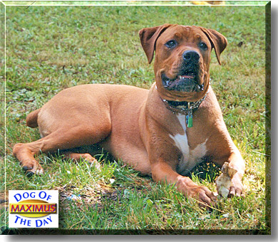 Maximus, the Dog of the Day