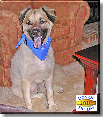 Jojo, the Dog of the Day