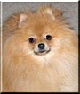Sparky