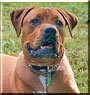 Maximus