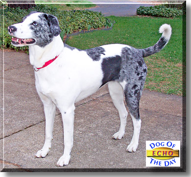 Echo, the Dog of the Day