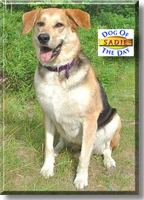 Sadie, the Dog of the Day