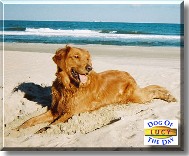 Lucy, the Dog of the Day