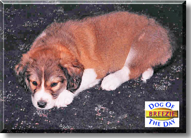 Breezie, the Dog of the Day