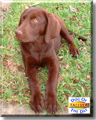 Tallula, the Dog of the Day